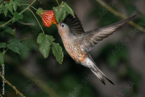 Fototapeta Hummingbird patagona gigas Feeding on a Flower