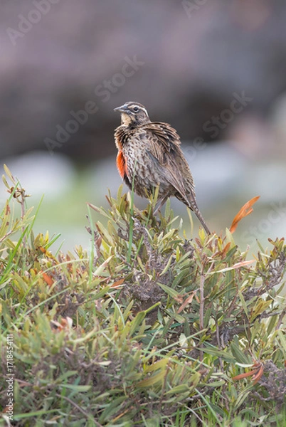Fototapeta Leistes Loyca on a bush, displaying vibrant red plumage