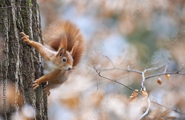 Obraz Eichörnchen vor herbstlichem Hintergrund