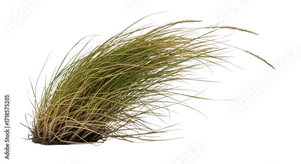 Fototapeta Close-up view of decorative ornamental grass isolated on a white background with copy space, nature