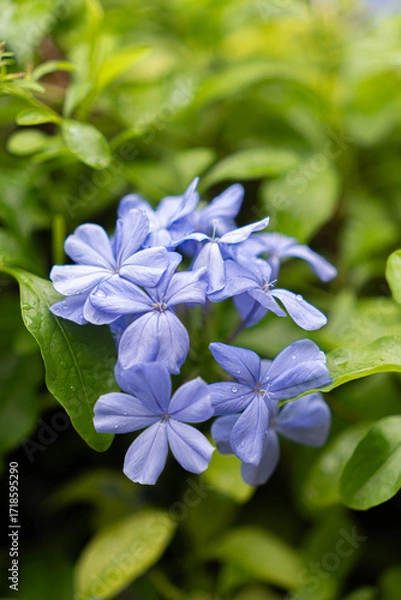 Fototapeta Close-up of delicate light blue flowers with water droplets, set against a blurred green background in natural outdoor lighting.