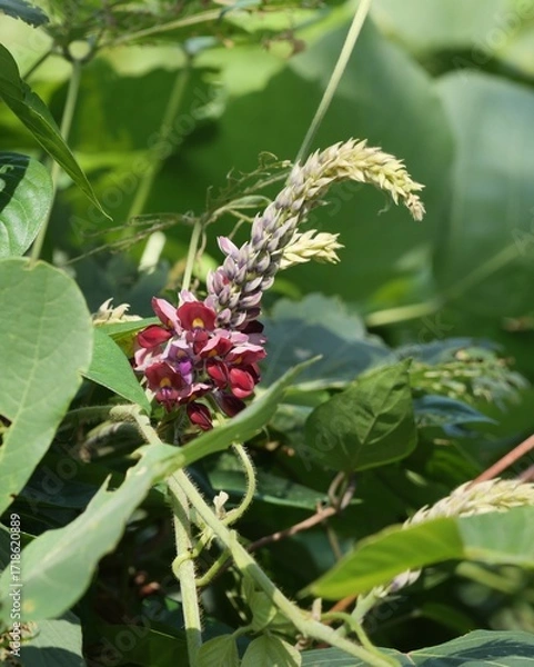 Obraz 公園で葛の花が咲いている