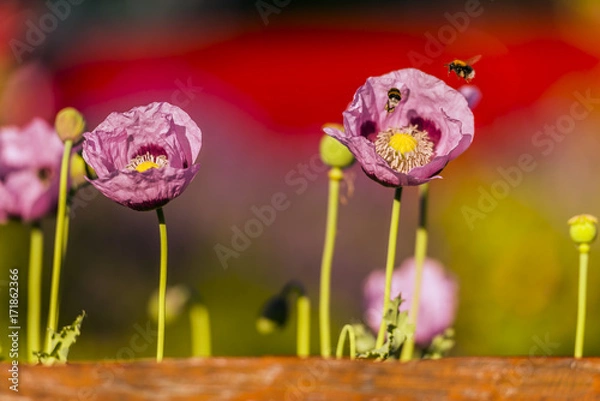 Obraz Gartenimpressionen