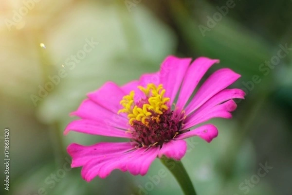Fototapeta Close-up image of vibrant red summer flowering Zinnia flowers in soft sunshin	
