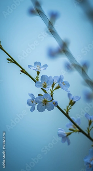 Fototapeta Delicate blue wildflowers bloom capturing the essence of springtime serenity with soft focus and a subtle calming blue