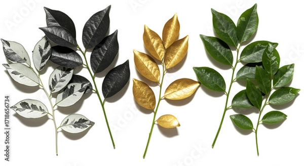 Fototapeta A trio of leaves representing seasons of change from monochrome winter to vibrant spring to gilded autumn against a