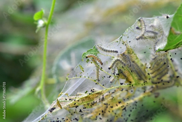 Fototapeta アメリカシロヒトリ