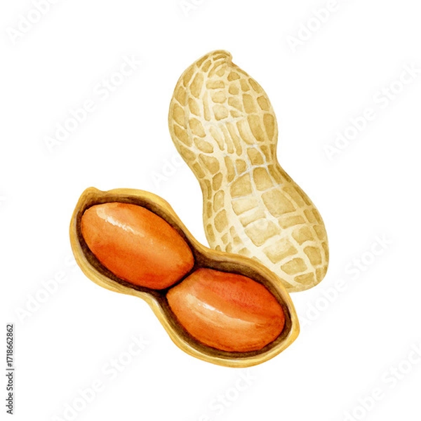 Obraz ピーナッツ 落花生　野菜 断面　水彩 イラスト