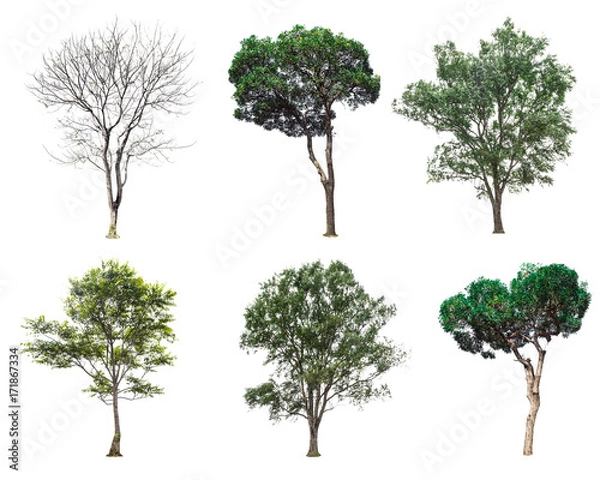 Fototapeta tree collection isolated on white background