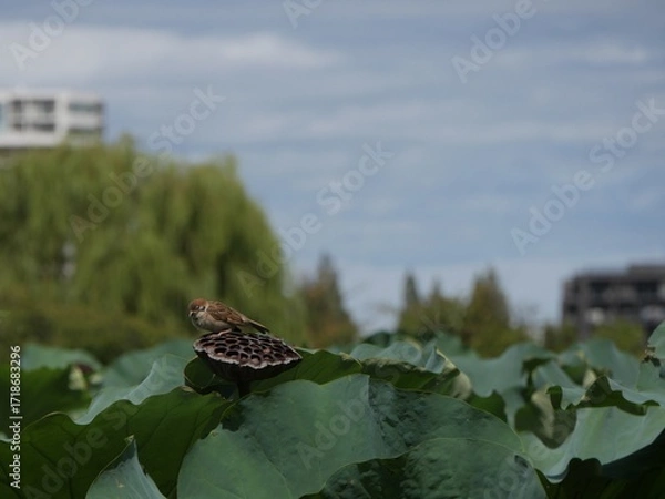 Obraz ハスの花托に止まっているスズメ