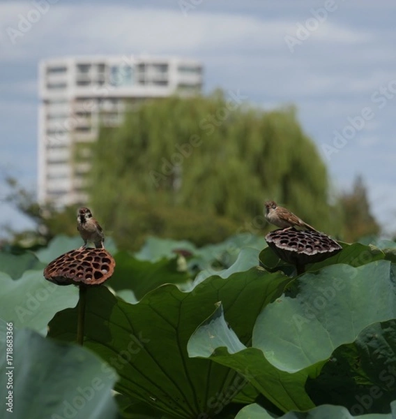 Fototapeta ハスの花托に止まっているスズメ