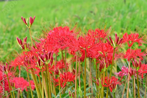 Fototapeta 彼岸花