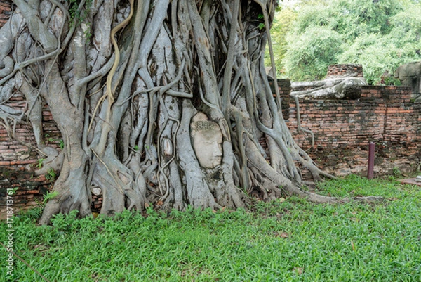 Obraz バンコク タイ 遺跡 頭部 樹木
