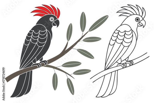 Fototapeta Black Cockatoo and Outline Cockatoo on Branches Keywords: cockatoo, parrot, black, red crest