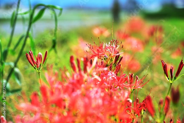 Fototapeta 彼岸花