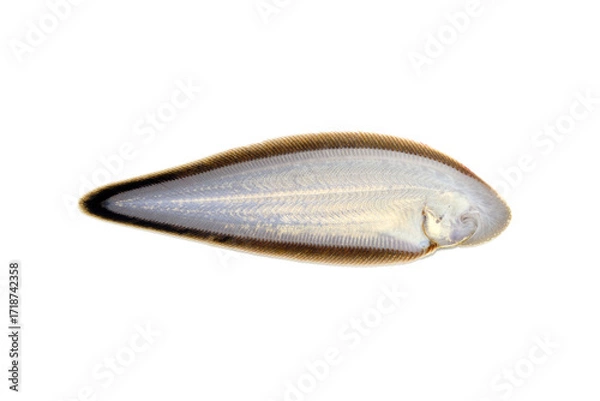 Fototapeta シタビラメ　クロウシノシタ　腹面　白バック