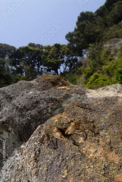 Fototapeta カクベンケイガニ　陸の蟹