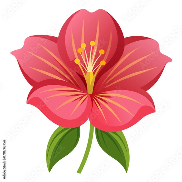 Obraz  oenothera macrocarpa nutt flower vector on white