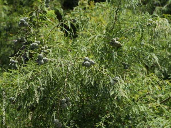 Fototapeta 実をつけたラクウショウ（ヌマスギ）