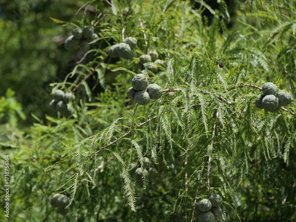 Obraz 実をつけたラクウショウ（ヌマスギ）