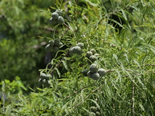 Obraz 実をつけたラクウショウ（ヌマスギ）