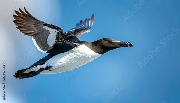 Fototapeta Bird in flight against a clear sky (1)