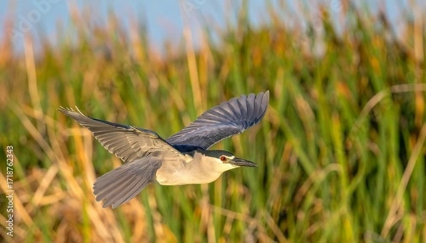 Fototapeta Bird in flight over reeds