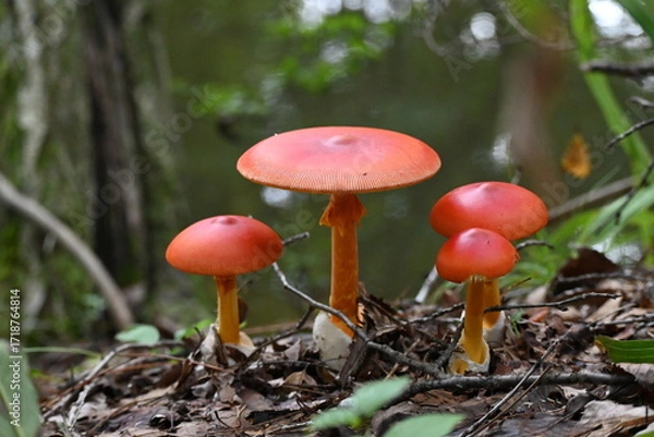 Obraz タマゴタケ