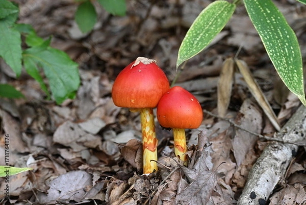 Fototapeta タマゴタケ