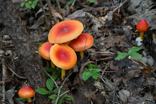 Fototapeta タマゴタケ