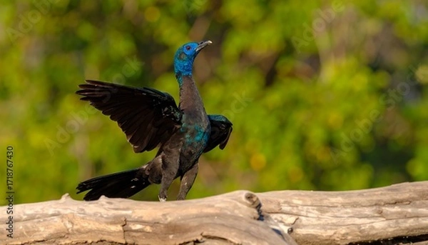 Fototapeta Bird in flight pose on log