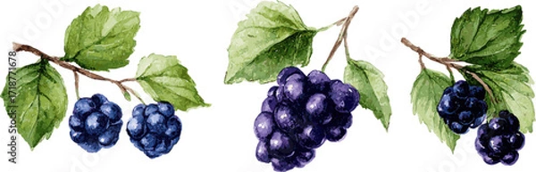 Fototapeta Watercolor illustration of blackberry with green branches and leaves in clip art style, isolated on white background 