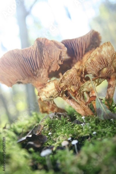 Fototapeta Mushrooms