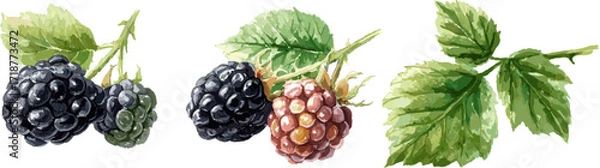 Fototapeta 3 sets of berry plants with branches fruits and leaves isolated on white background, watercolor style vector illustration