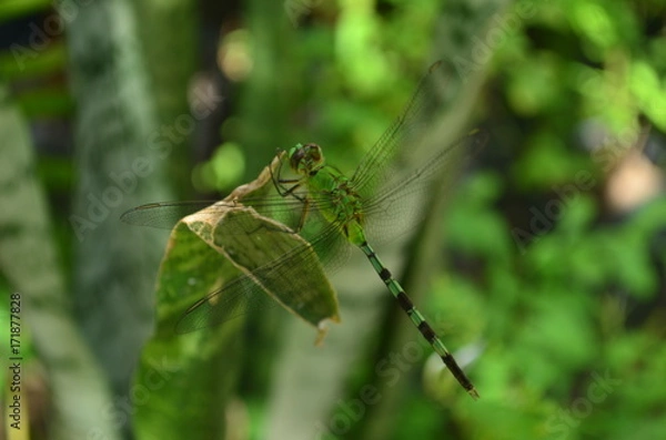 Obraz dragonfly at the garden 2