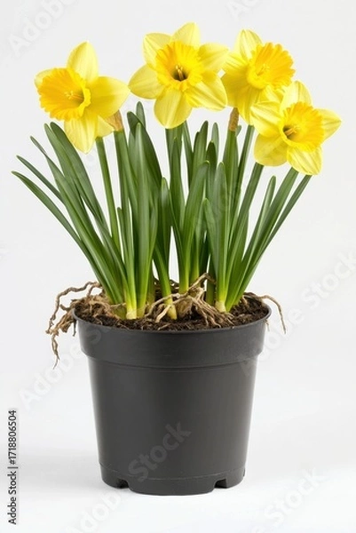 Fototapeta Potted yellow daffodil flowers in bloom against white background, perfect for spring blooming isolated