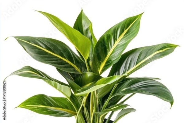 Fototapeta Tropical Philodendron Hederaceum Scandens Brasil with yellow stripes isolated on a white 'Philodendron Brasil' creeper house plant