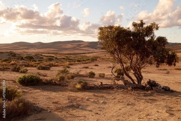 Obraz Desert landscape at golden hour