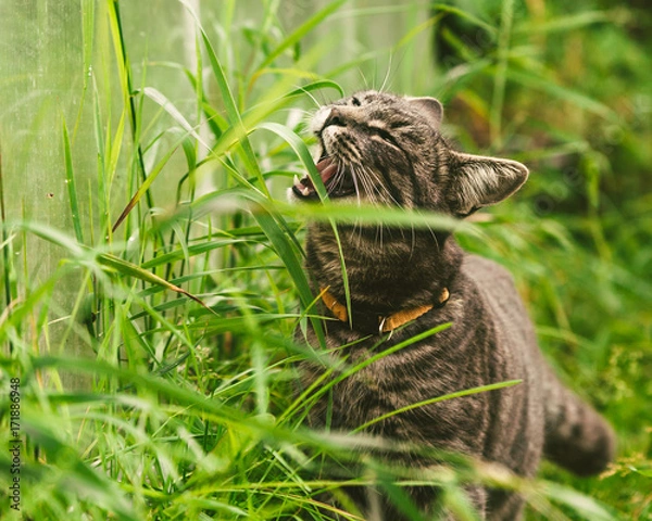 Obraz The cat is eating grass in the park.