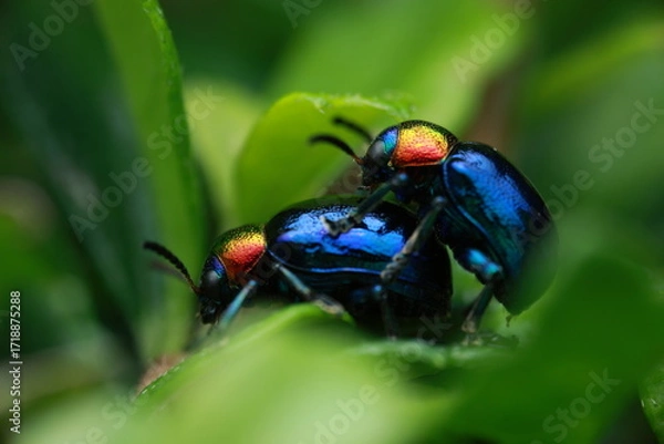 Fototapeta Blue Milkweed Beetle, pair shown here are engaged in mating on a green leaf, representing their reproductive behavior and life cycle.
