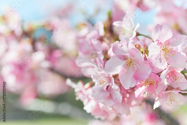 Fototapeta 満開に咲いたピンク色の桜の花