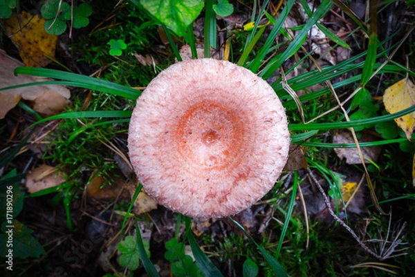 Obraz edible autumn mushrooms wavy