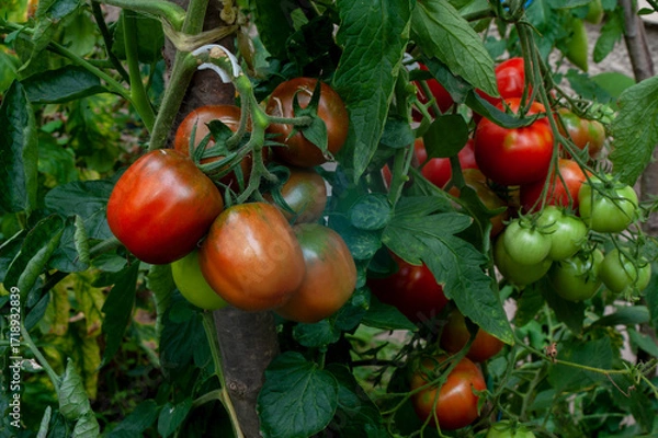 Fototapeta Ripe tomatoes on the branches of a tomato tree for publication, banner, cover, website.
