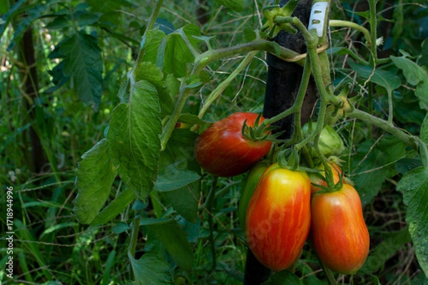 Fototapeta Red tomatoes with yellow stripes in a greenhouse. Beautiful and tasty tomatoes come in different shapes, sizes and colors.
