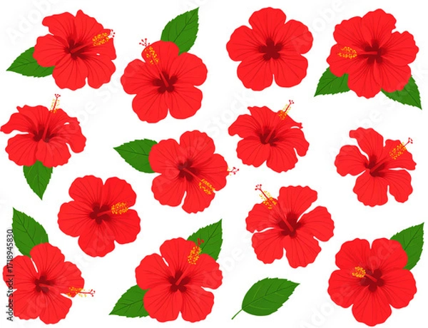 Fototapeta set of tropical red hibiscus flowers isolated on white background