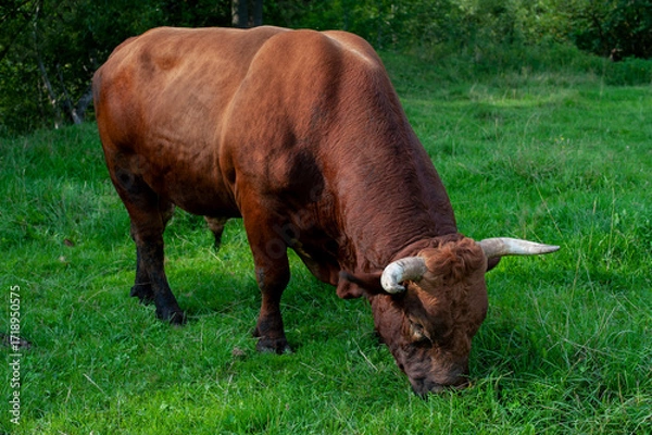 Fototapeta Dark brown bull with horns in a free field. Cattle grazing in the countryside of the mountains.