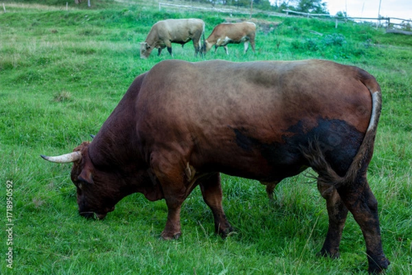 Fototapeta Dark brown bull with horns in a free field. Cattle grazing in the countryside of the mountains.