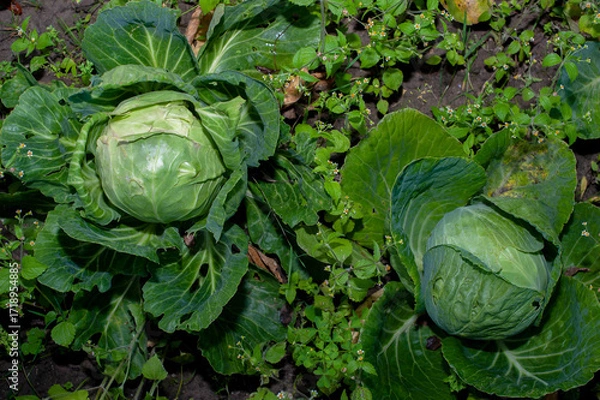Fototapeta Rows of cabbage grown in an agricultural field in the countryside before harvest. Winter cabbage in the garden.