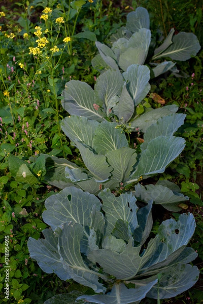 Fototapeta Rows of cabbage grown in an agricultural field in the countryside before harvest. Winter cabbage in the garden.