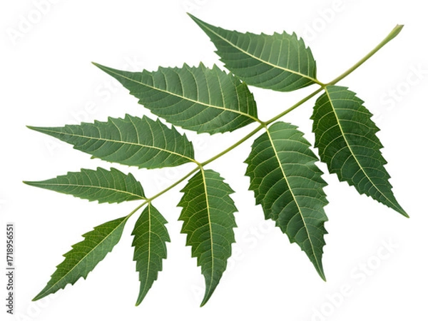 Obraz Neem leaf branch, isolated on white background